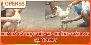 Đá gà WL88