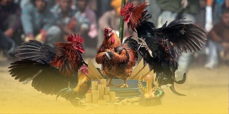 Khái quát tổng quan về đá gà OPEN88 Đá gà OPEN88